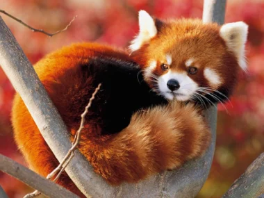 panda rojo