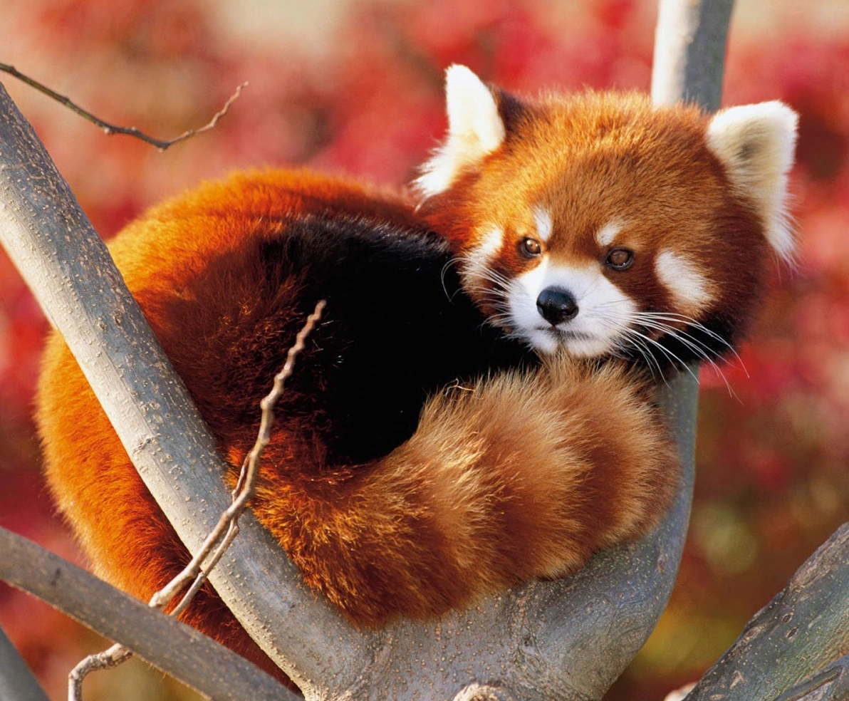 panda rojo