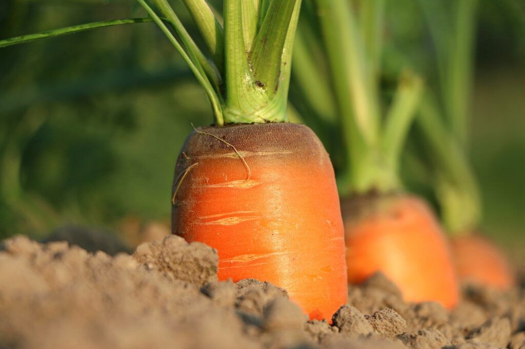 Agricultura Biodiversidad