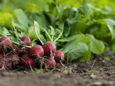 Agricultura Biodiversidad