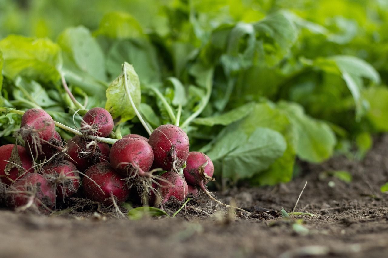 Agricultura Biodiversidad