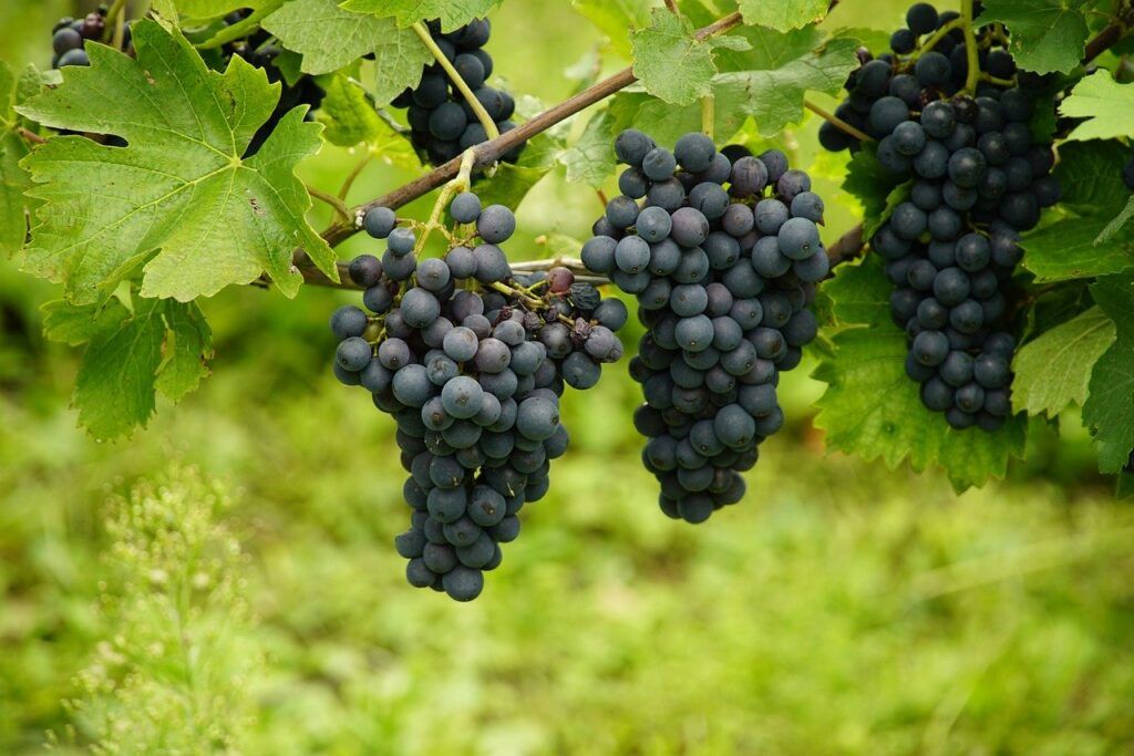 Agricultura Biodiversidad
