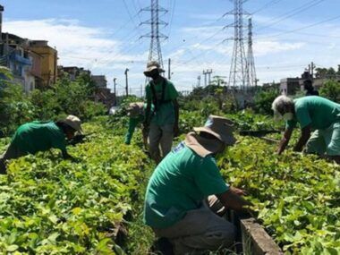 Agricultura urbana