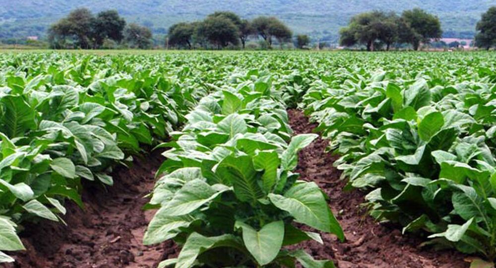 Tabacalera Sarandí