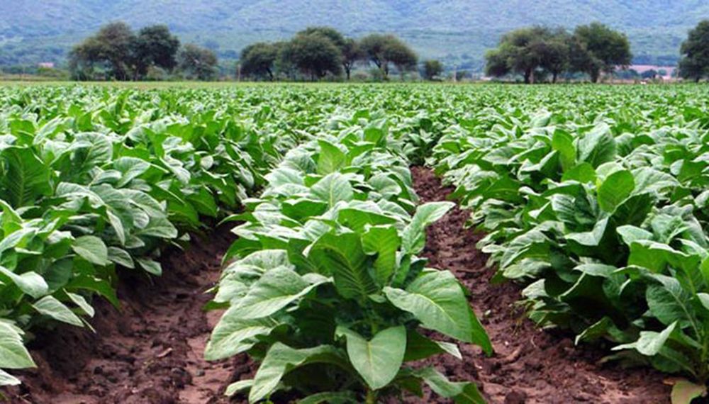 Tabacalera Sarandí