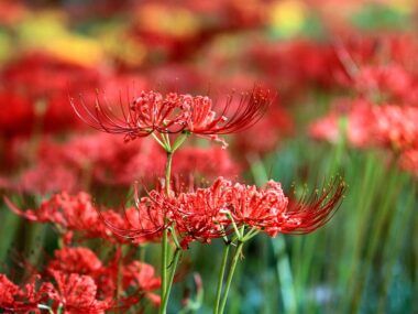 flores de lycoris