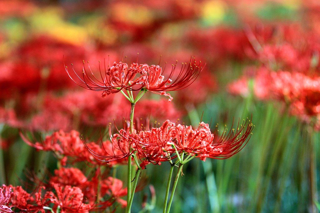 flores de lycoris