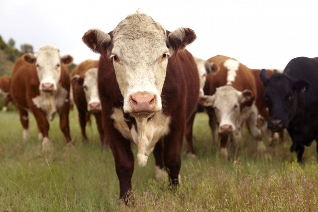 exportaciones agrícolas