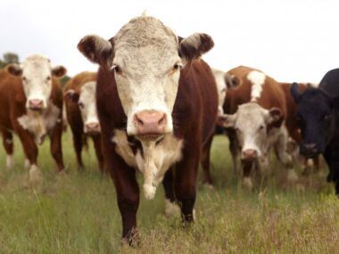 exportaciones agrícolas ganadería Tucumán