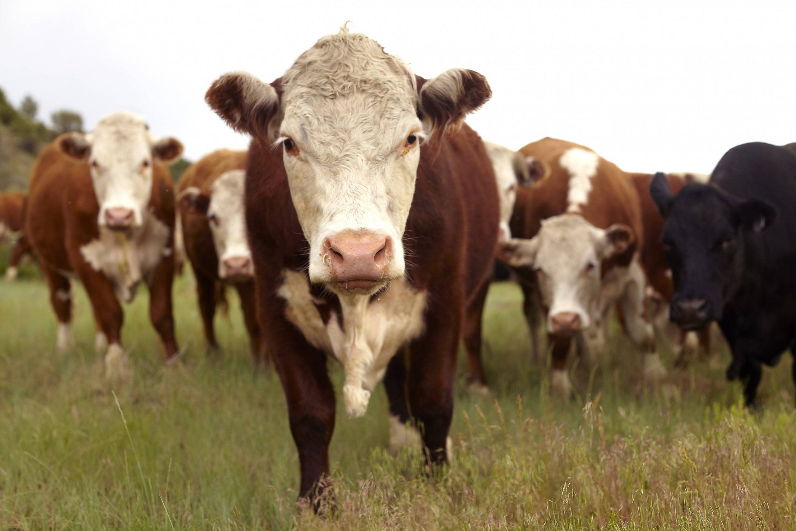 exportaciones agrícolas ganadería Tucumán