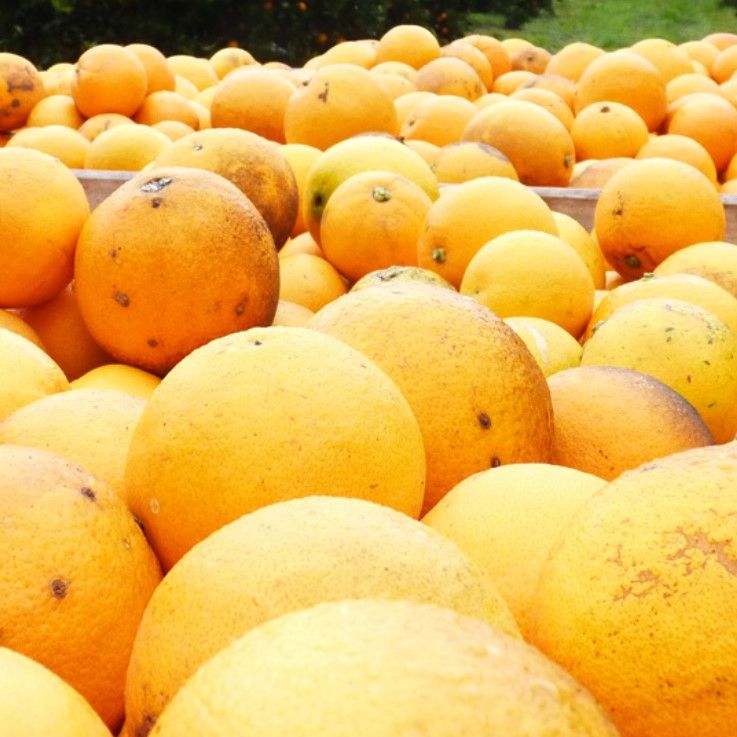 cítricos