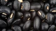 porotos negros