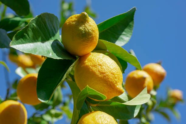 limón argentino