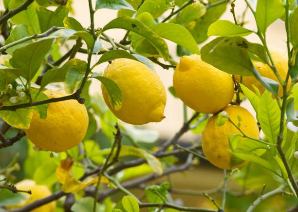 limones tucumanos
