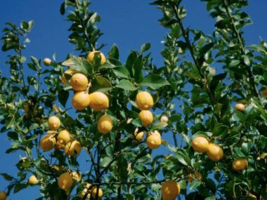 limón argentino