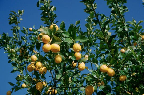 limón argentino