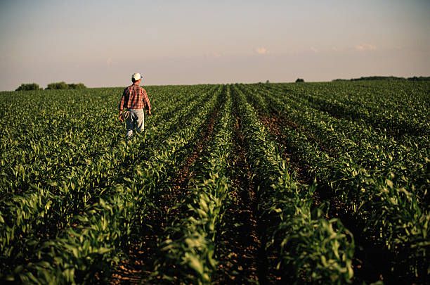 agroindustria
