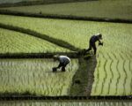 Japón Arroz