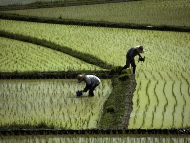 Japón Arroz