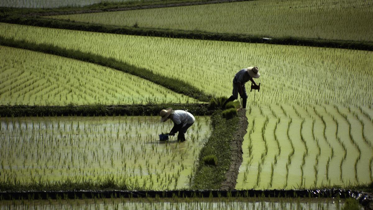Japón Arroz
