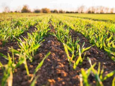 agricultura regenerativa