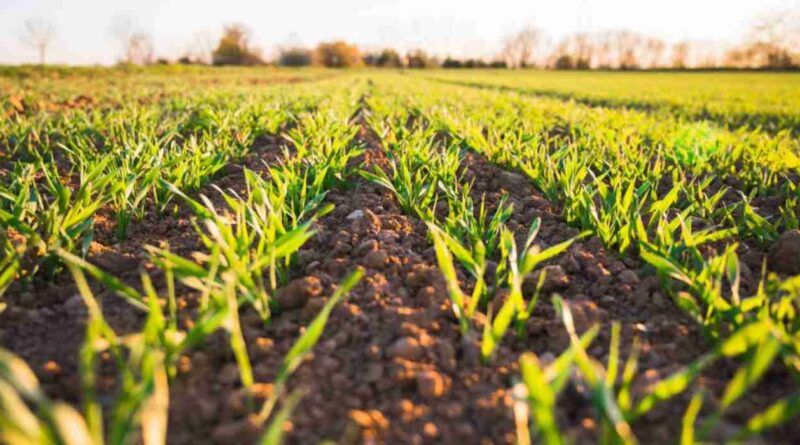 agricultura regenerativa
