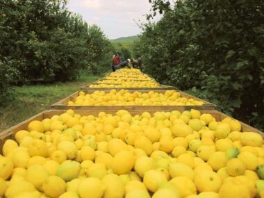 limón
