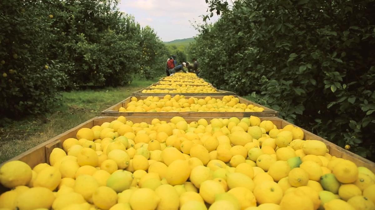 limón