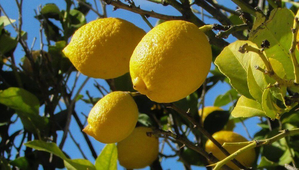 limón