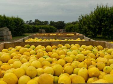 agro Paramérica SA
