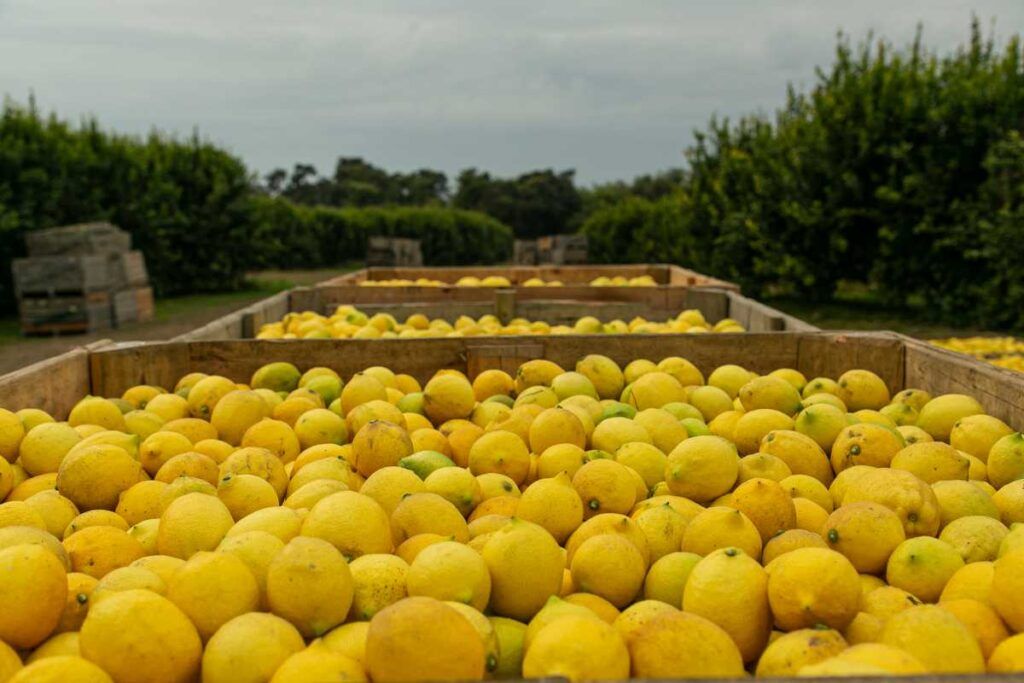 agro Paramérica SA