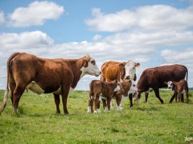 Paramerica Argentina Agroindustria