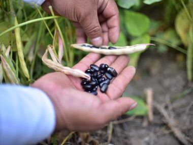 Paramerica porotos negros