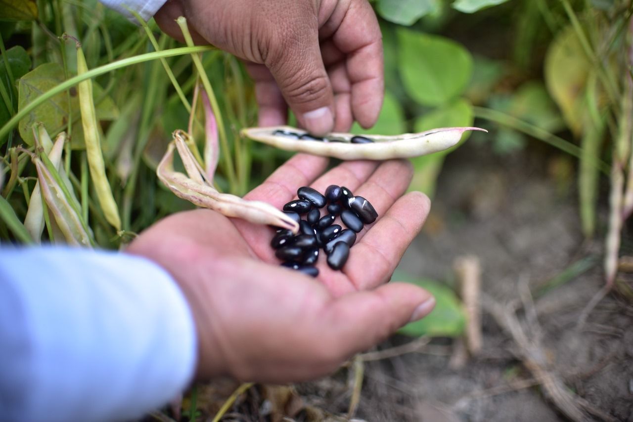 Paramerica porotos negros