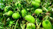 Paramerica garbanzos