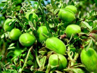 Paramerica garbanzos