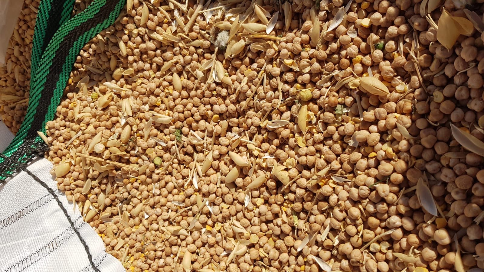 Paramerica garbanzos