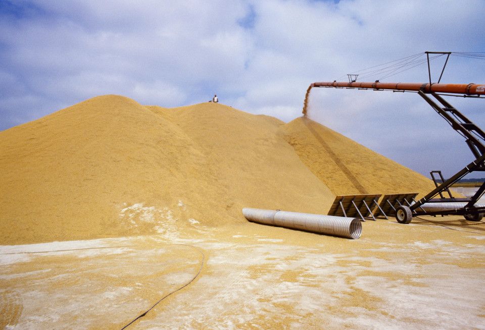 Japón arroz