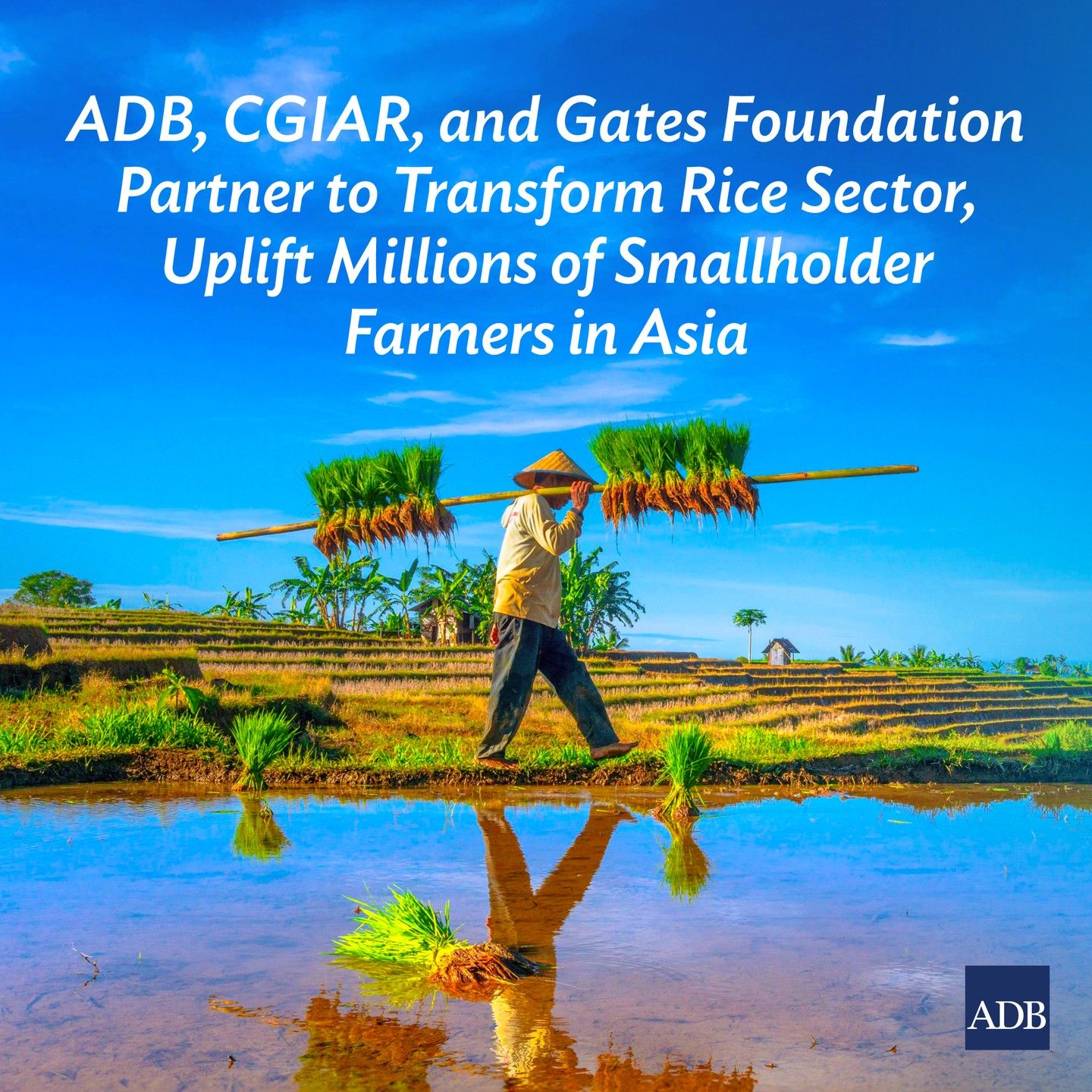 Asia arroz