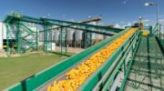 MSU GREEN ENERGY BAYER
