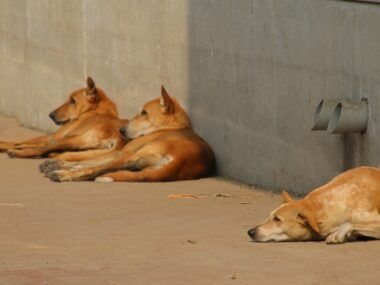 perros callejeros