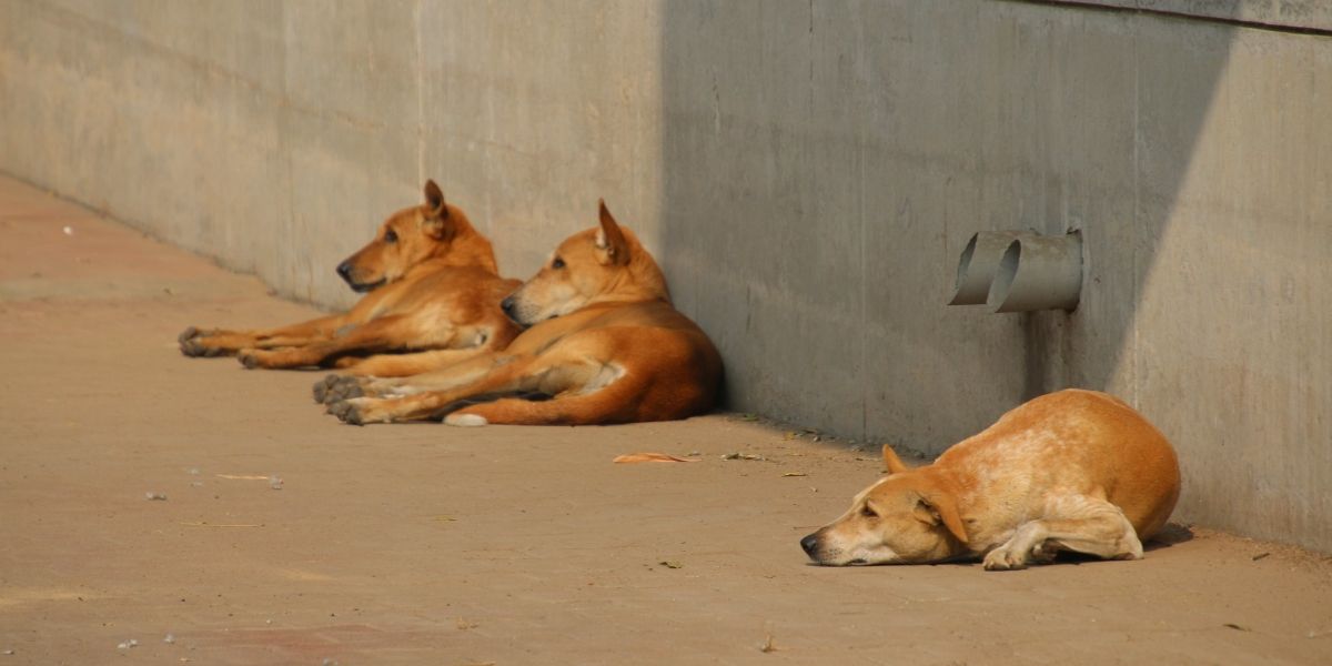 perros callejeros