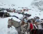 Tibet