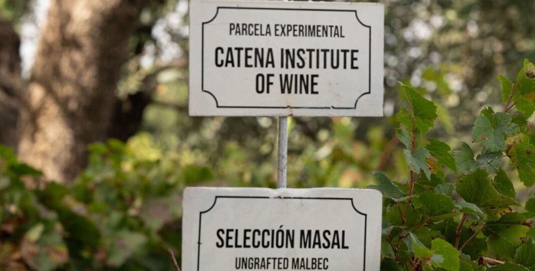 Catena Institute of Wine