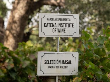 Catena Institute of Wine