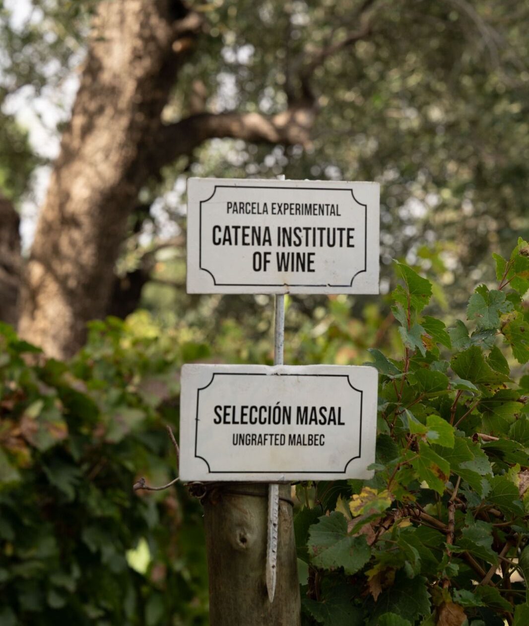 Catena Institute of Wine