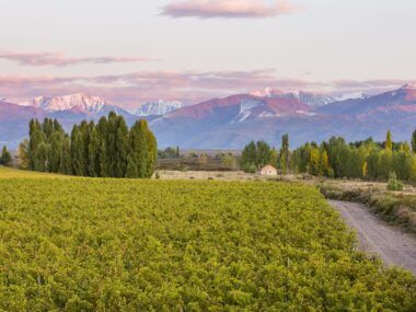 Catena Institute of Wine - Viñedo Adrianna