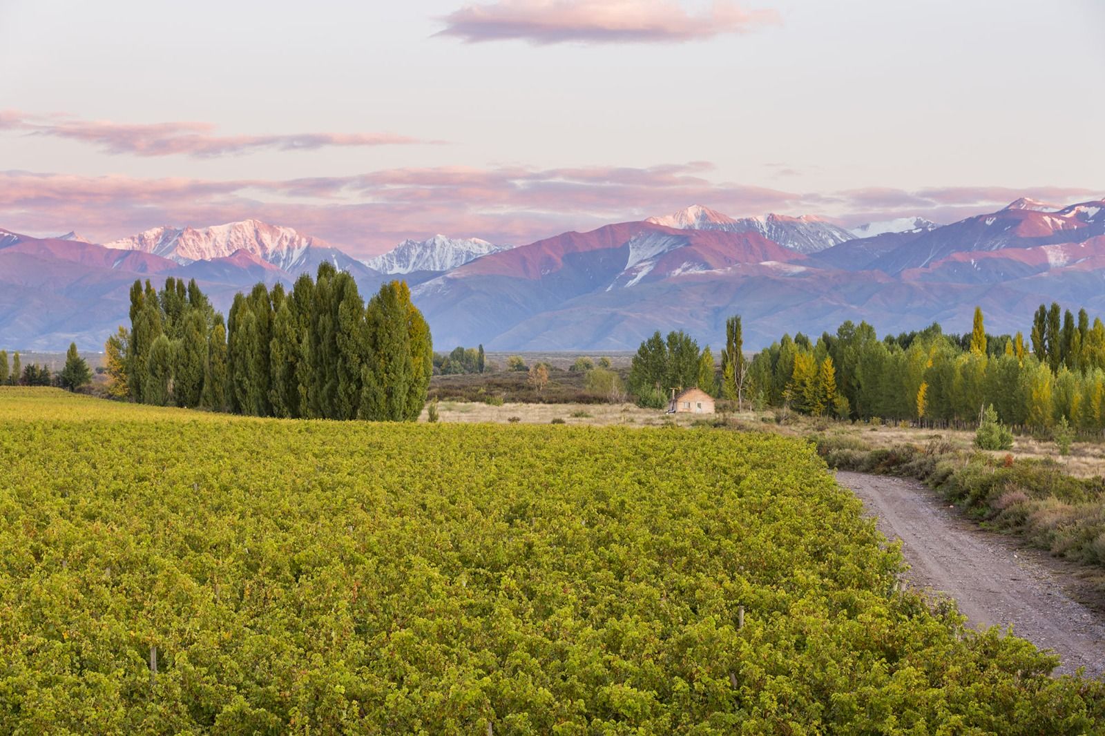 Catena Institute of Wine - Viñedo Adrianna