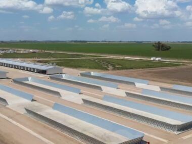 msu agro rufino maní