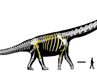 Tailandia dinosaurio